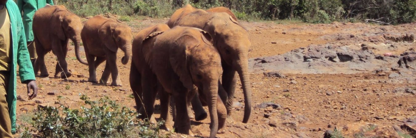 superlight safaris elephant calves