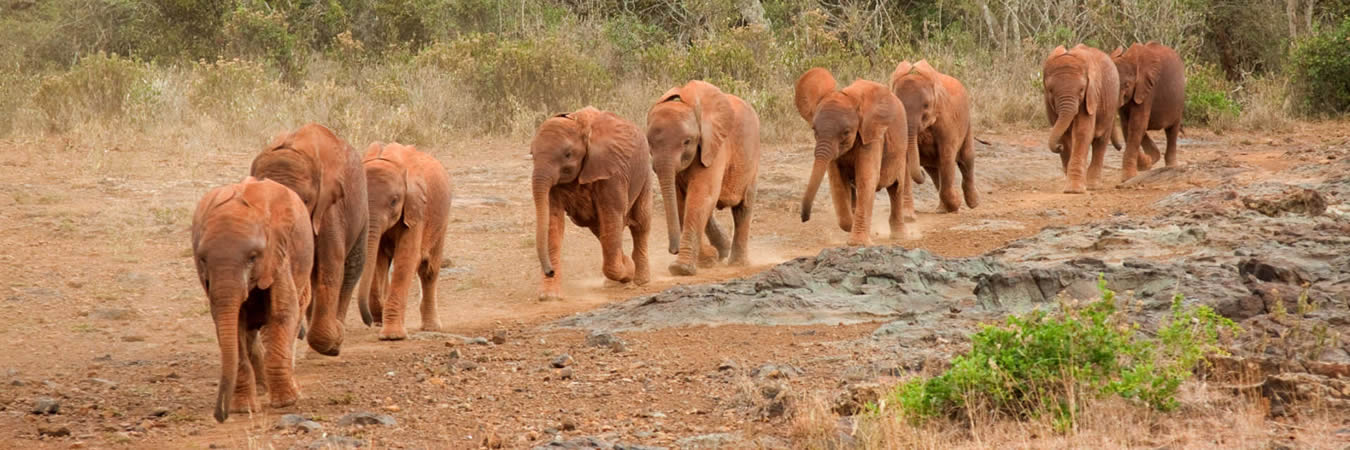 superlight safaris elephants