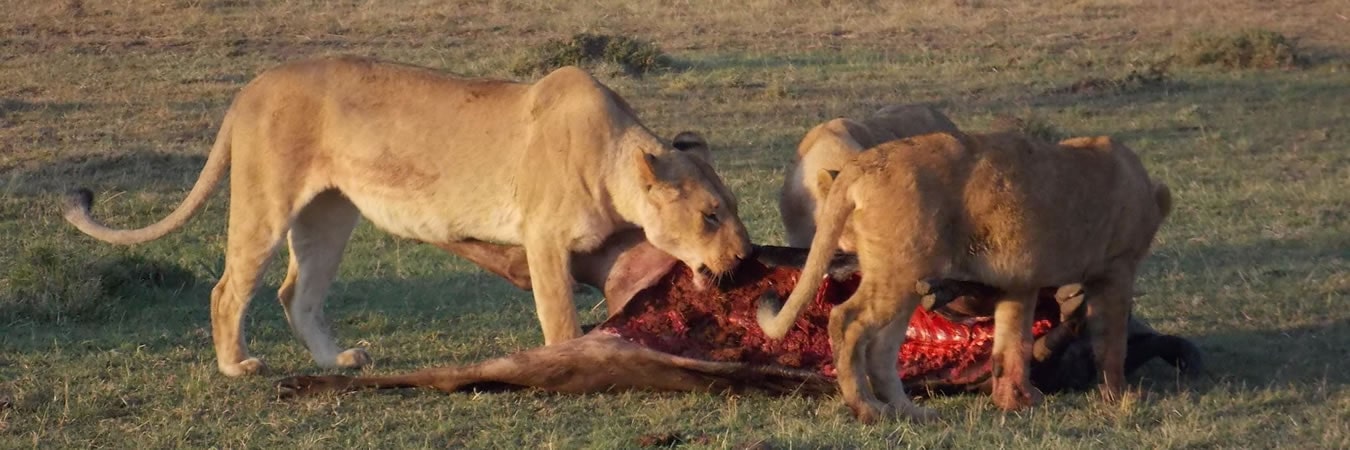 superlight safaris lions masai mara