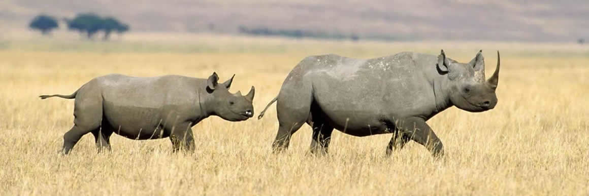 superlight safaris rhino