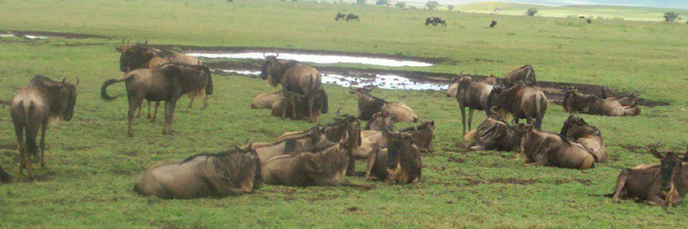 superlight safaris wildebeest migration